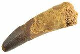 Fossil Spinosaurus Tooth - Real Dinosaur Tooth #344348-1